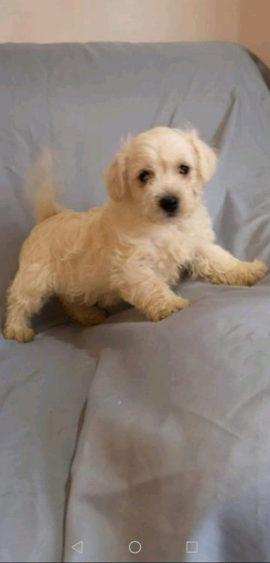 gumtree poodle cross